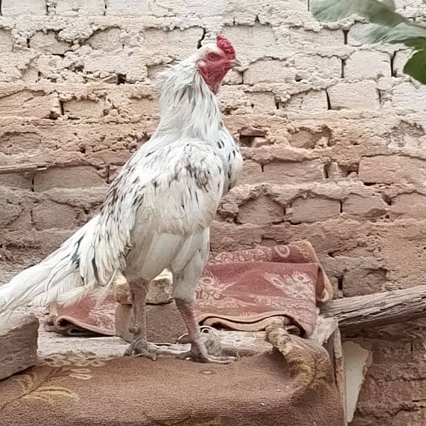 aseel hens for sale 0