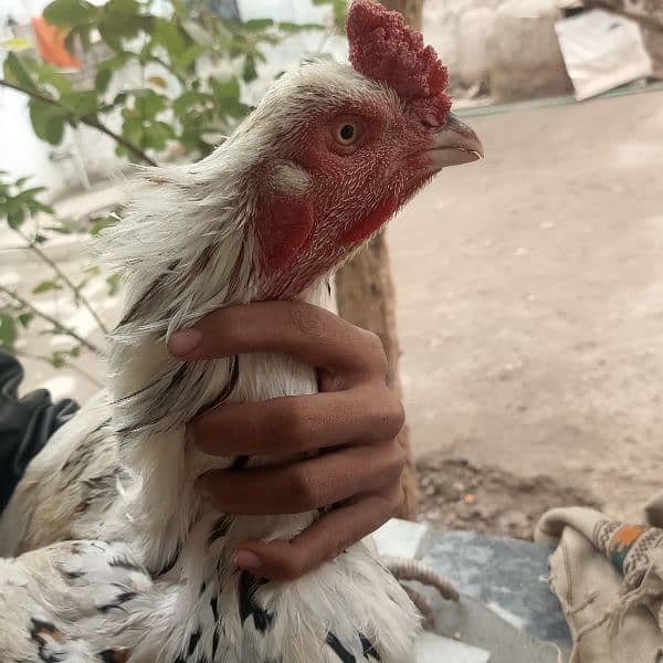 aseel hens for sale 2