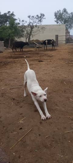 gulltriya dog shakar pa lga hoya hai saal nhi hai exchange krna