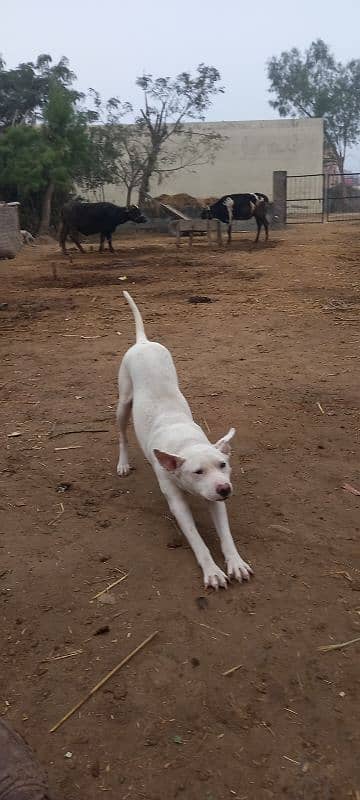 gulltriya dog shakar pa lga hoya hai saal nhi hai exchange krna 0