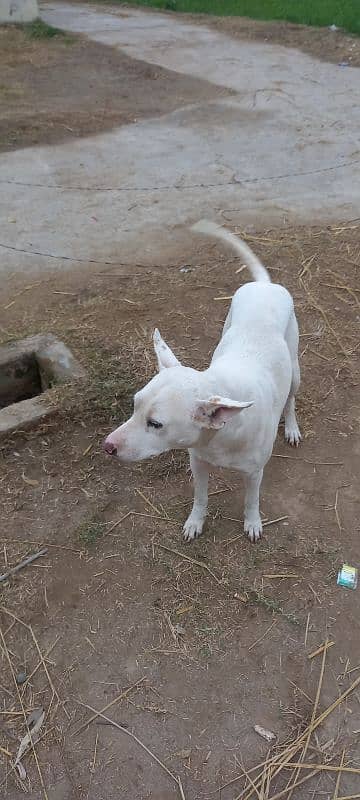 gulltriya dog shakar pa lga hoya hai saal nhi hai exchange krna 1