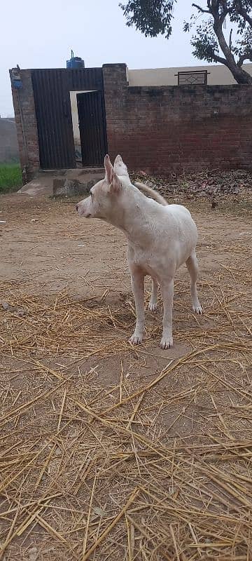 gulltriya dog shakar pa lga hoya hai saal nhi hai exchange krna 2