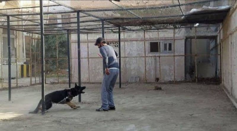 Dog Trainer 3