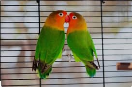 love birds for sale all type