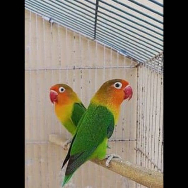 love birds for sale all type 1