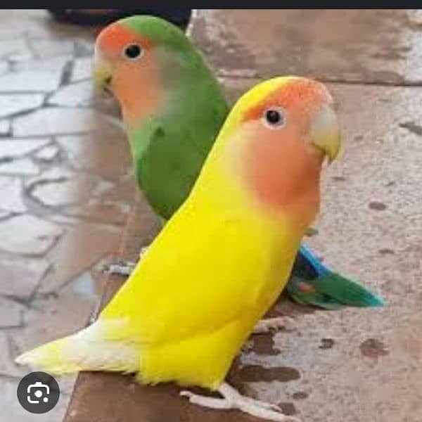 love birds for sale all type 2