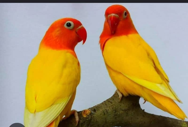 love birds for sale all type 4