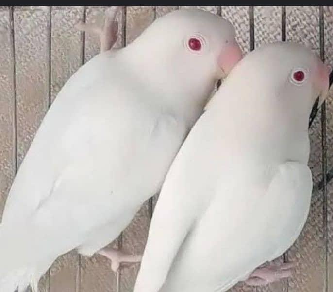 love birds for sale all type 7