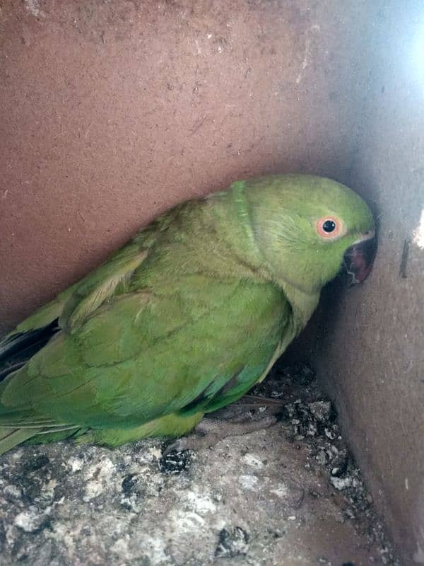 katha parrot 0