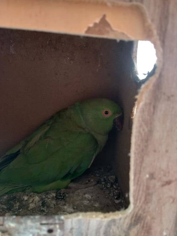 katha parrot 1