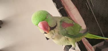 parrot pahari