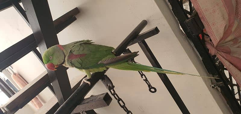 parrot pahari 1