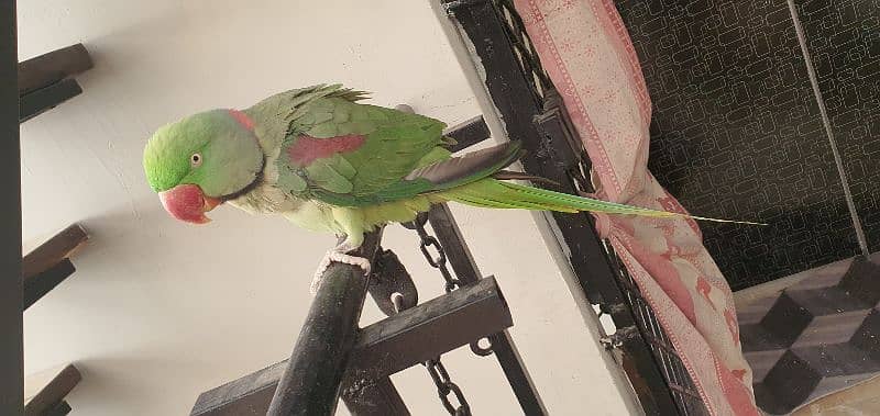 parrot pahari 2