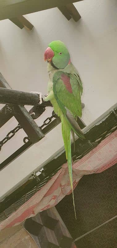 parrot pahari 3