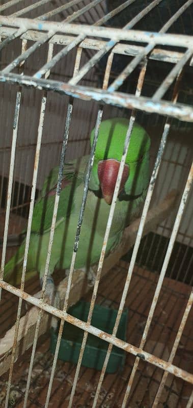 parrot pahari 5