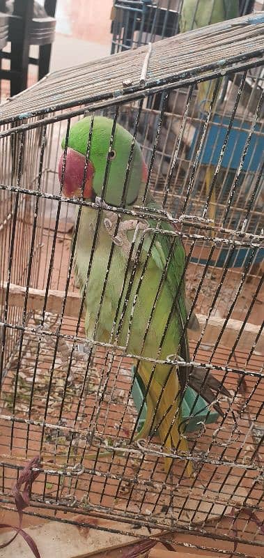 parrot pahari 6