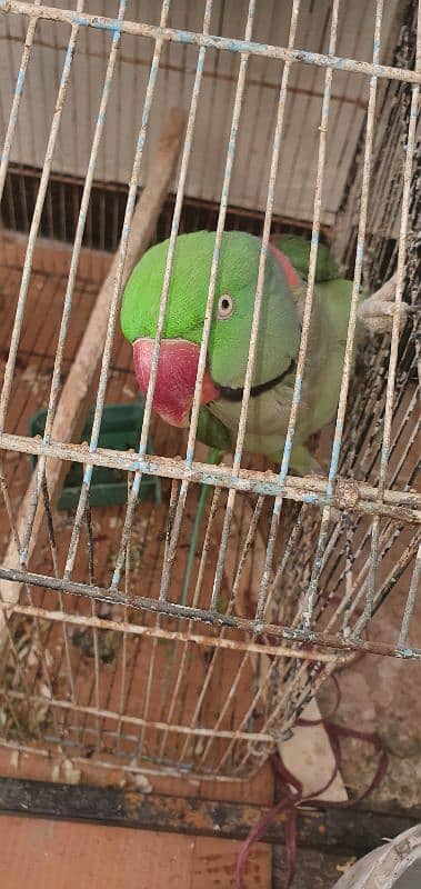 parrot pahari 7