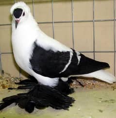 imported quality Fancy pigeon.