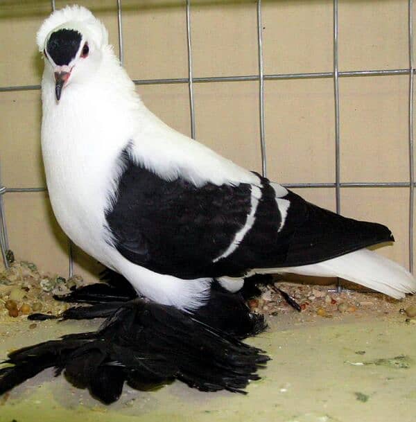 imported quality Fancy pigeon. 0