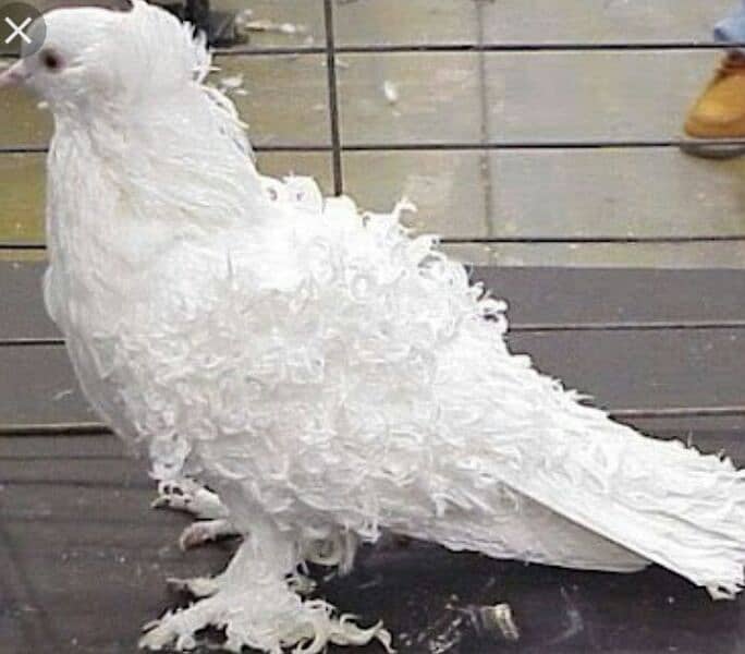 imported quality Fancy pigeon. 1