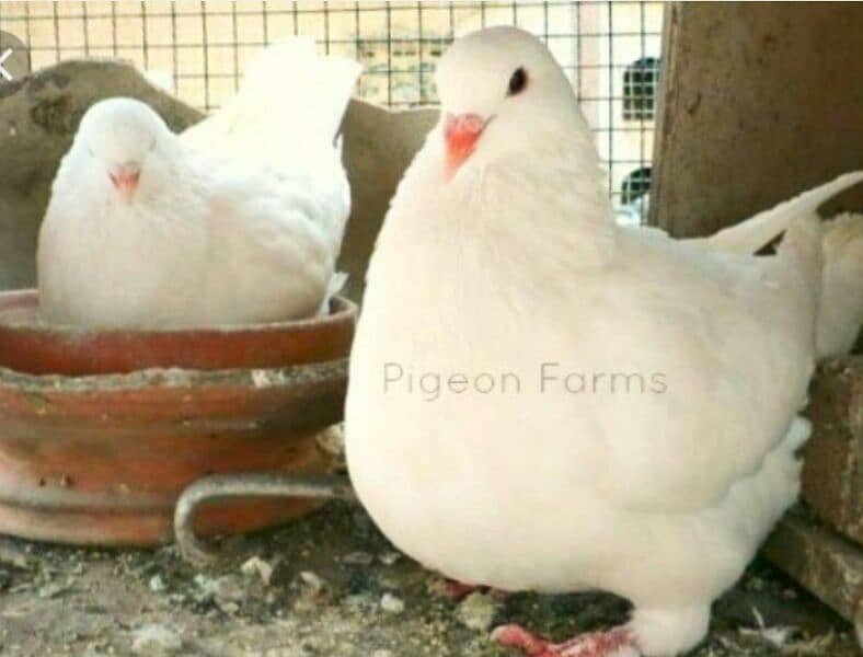 imported quality Fancy pigeon. 2