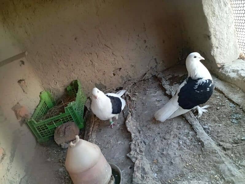 imported quality Fancy pigeon. 4