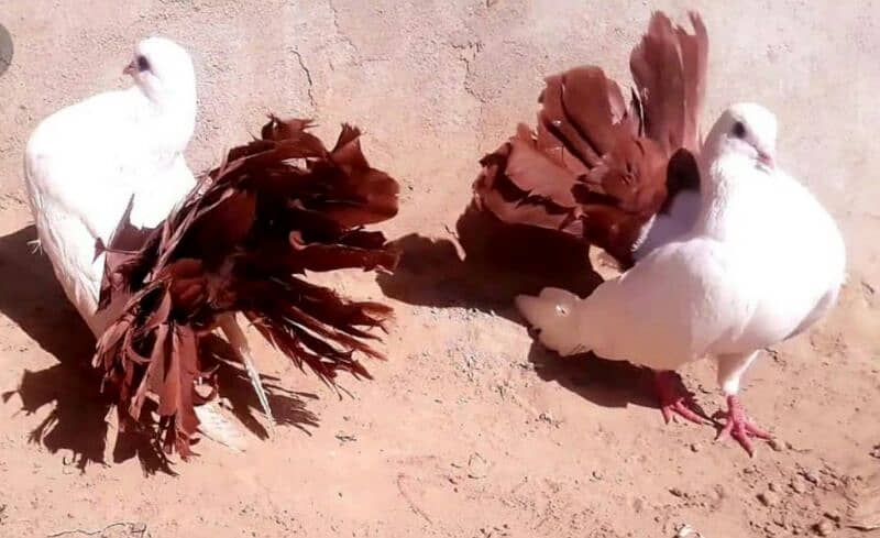 imported quality Fancy pigeon. 6