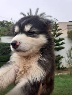 Siberian husky puppy male and female 3 1/2 month