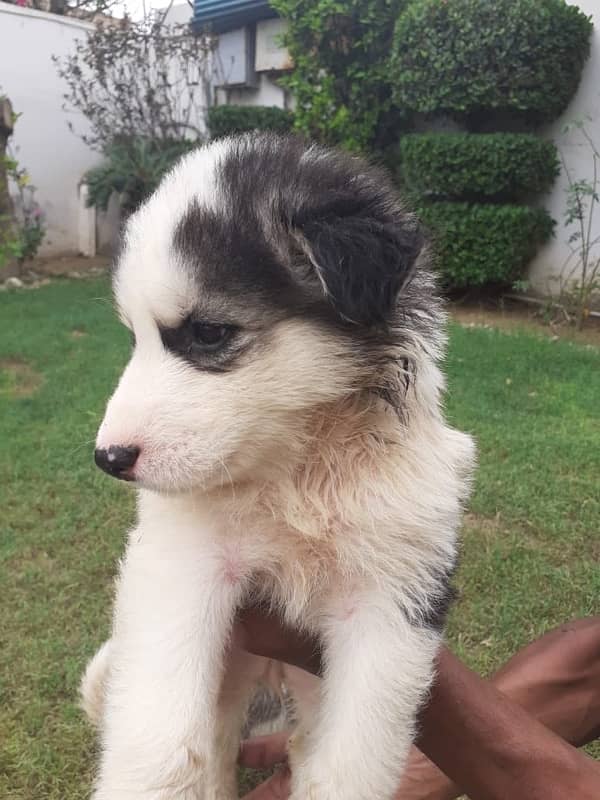 Siberian husky puppy male and female 3 1/2 month 1