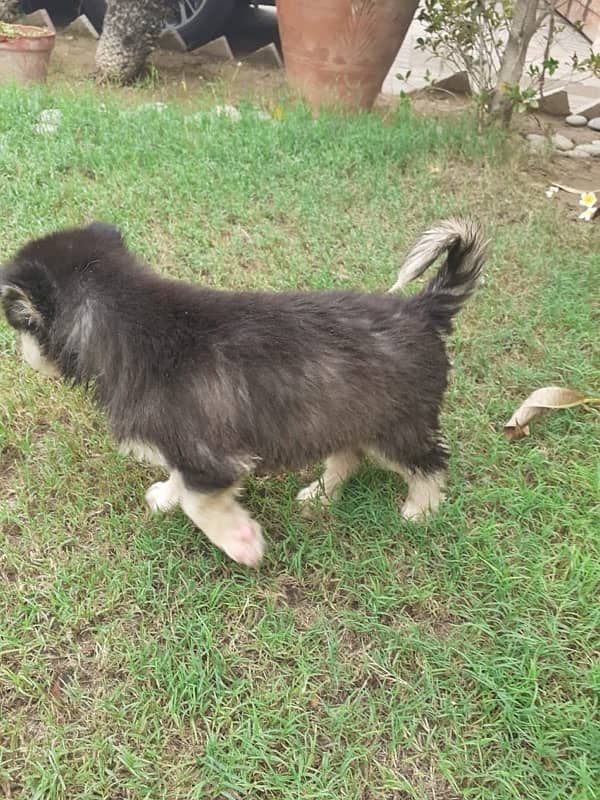 Siberian husky puppy male and female 3 1/2 month 2