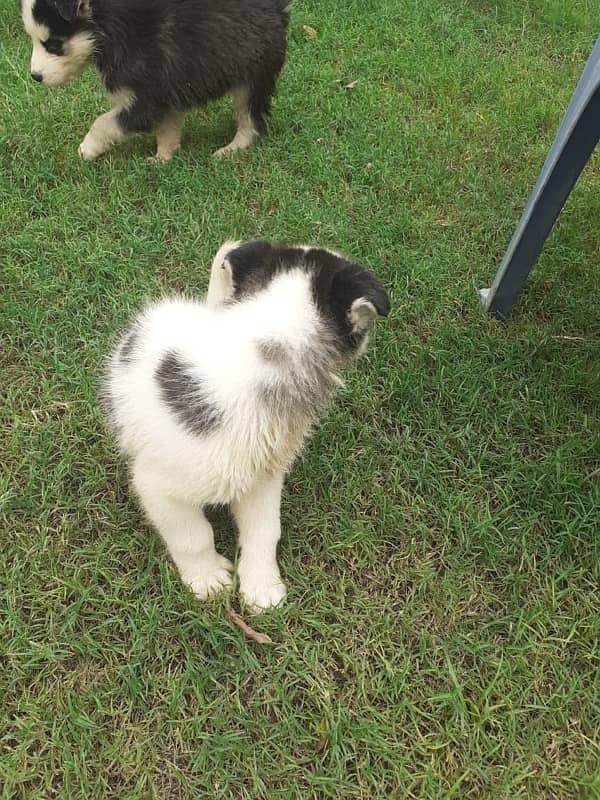 Siberian husky puppy male and female 3 1/2 month 3