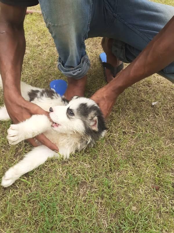 Siberian husky puppy male and female 3 1/2 month 6