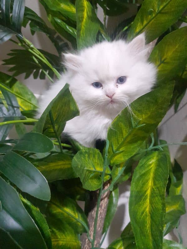 Persian female kitten 0