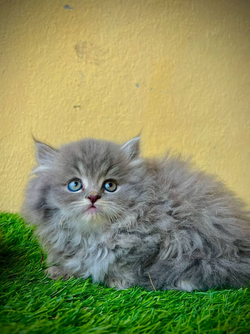 persian kittens 0