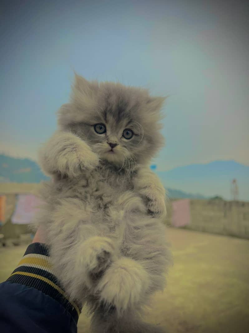 persian kittens 1