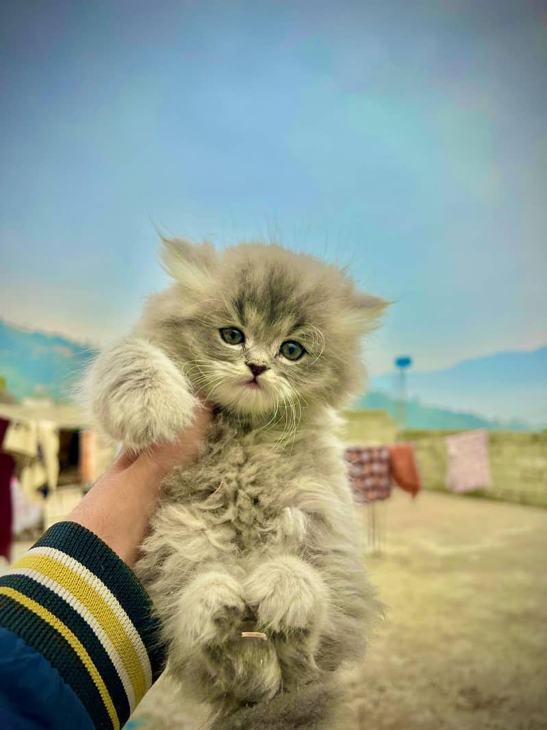 persian kittens 2