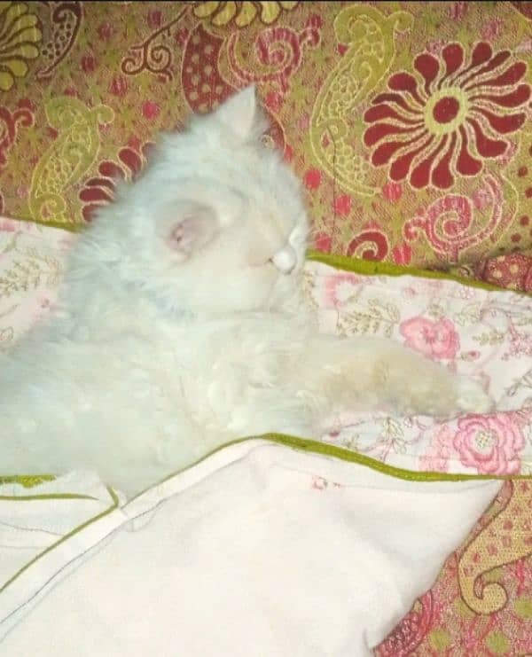 Persian triple coat Cat for sale 2