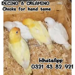 Chicks for hand tame/Budgies pair / Cocktail/ Cage/CREAMINO and DECINO