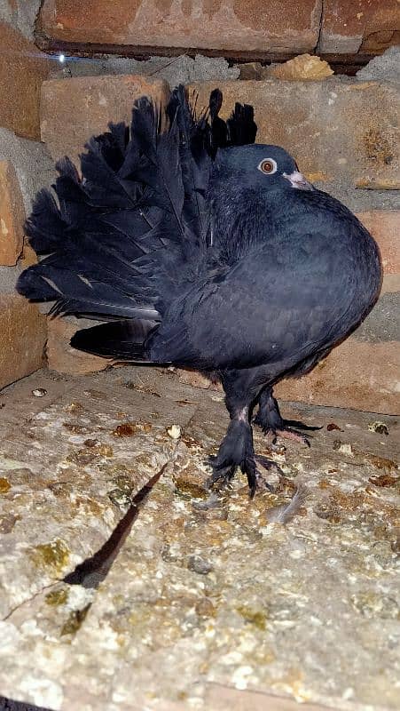 Lucky kabooter/Fantail pigeon/Black lucky kabooter 2