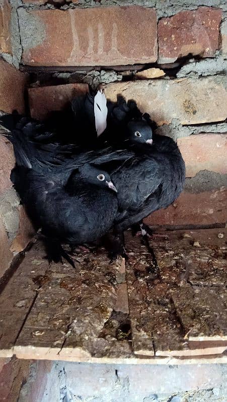 Lucky kabooter/Fantail pigeon/Black lucky kabooter 3