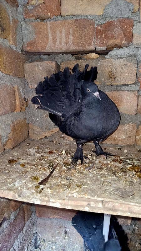 Lucky kabooter/Fantail pigeon/Black lucky kabooter 0