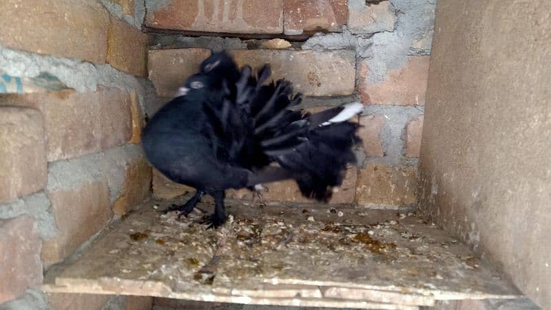 Lucky kabooter/Fantail pigeon/Black lucky kabooter 4