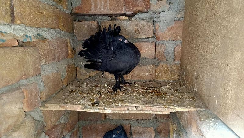 Lucky kabooter/Fantail pigeon/Black lucky kabooter 1