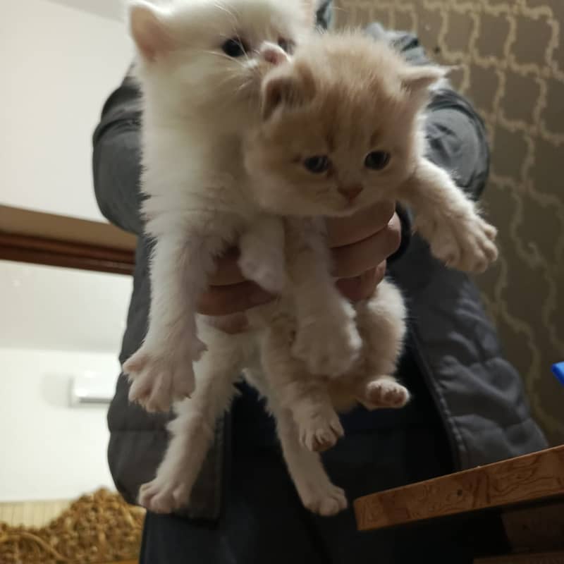 Persian cat / Persian kittens /triple coated/punch face /Cat for sale 2