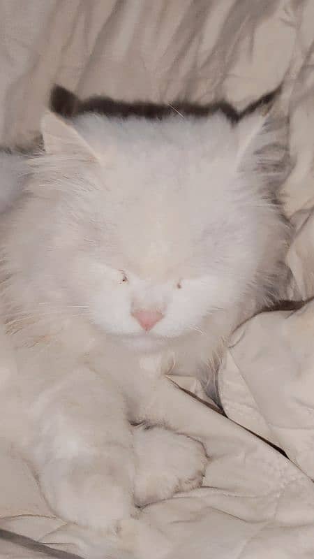 persian 3 coated beautiful cat 1