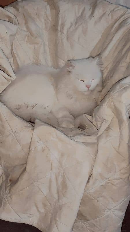 persian 3 coated beautiful cat 4