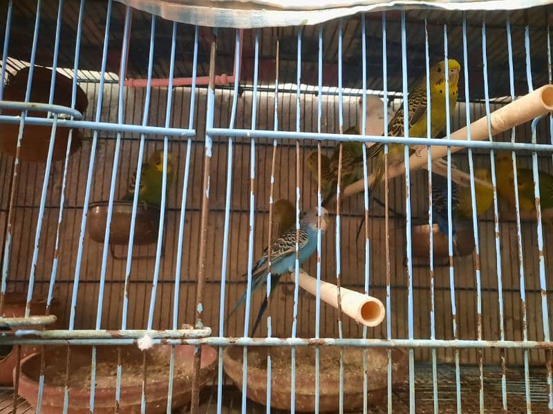 Budgies in Pairs for Sale 1