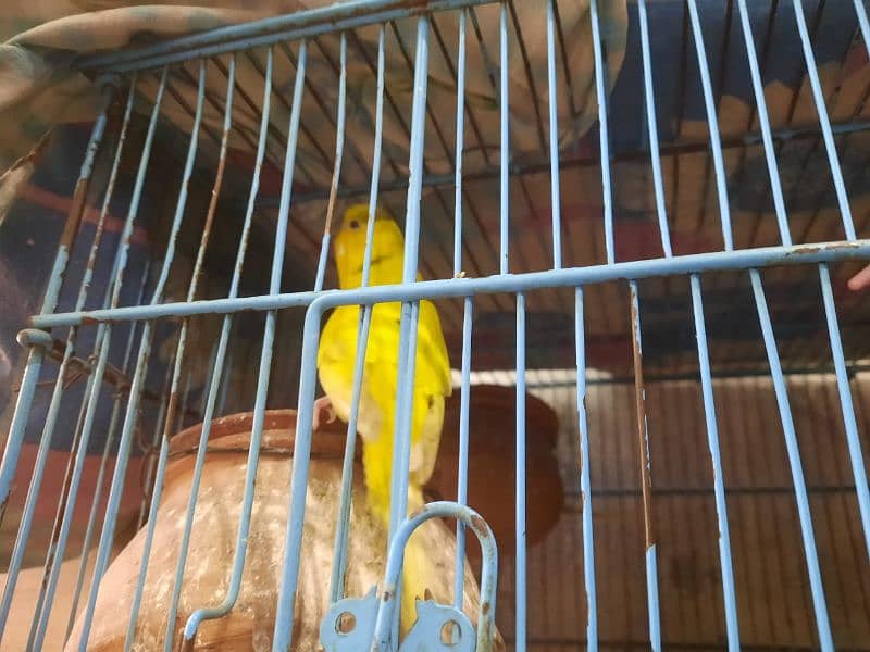 Budgies in Pairs for Sale 2