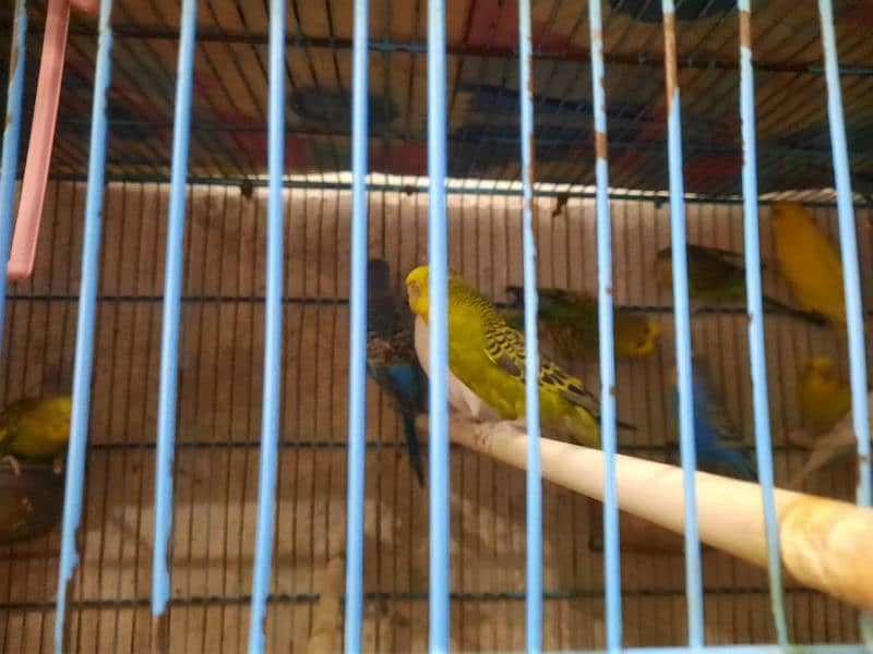 Budgies in Pairs for Sale 3