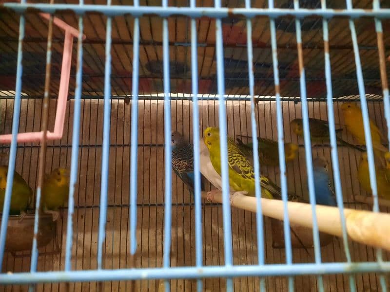 Budgies in Pairs for Sale 4